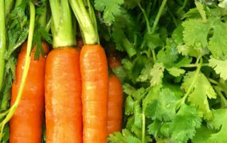 coriander and carrot