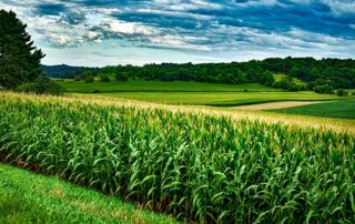 wisconsin corn