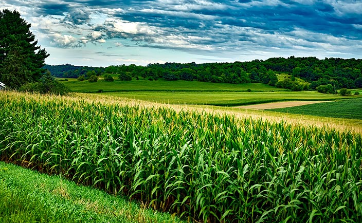 Corn and Soybean ELISA protocols