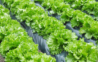 Healthy lettuce in rows