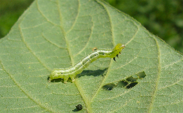 larva-crop