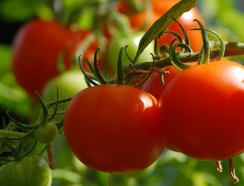 NSHS Announces New Protocol for Testing Pospiviroids in Tomatoes and Peppers